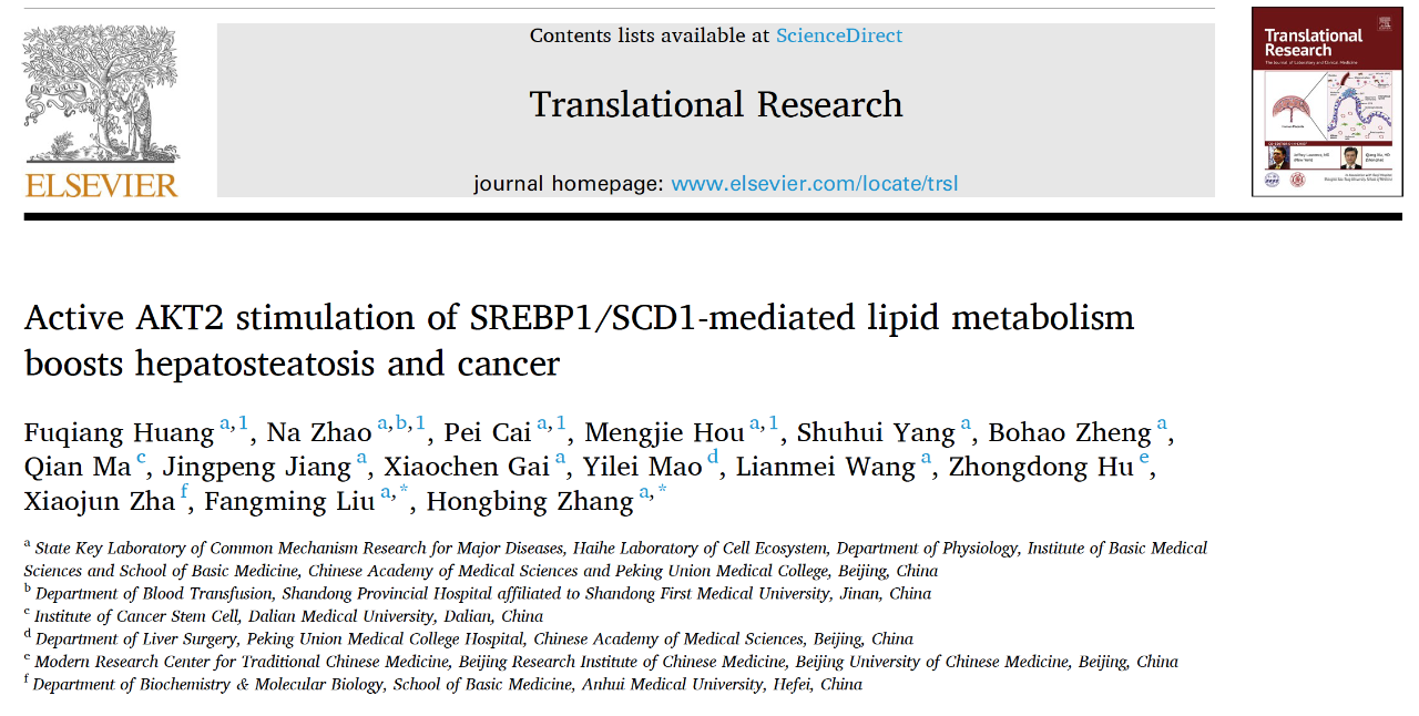 《转化研究》：新研究为肥胖相关肝癌治疗提供方向